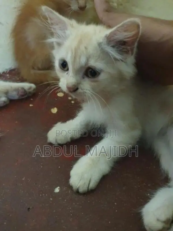 Persian Kitten