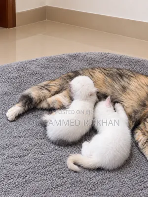 1-3 months Male Purebred Himalayan