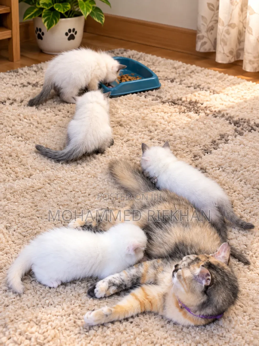 1-3 months Male Purebred Himalayan