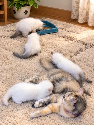 1-3 months Male Purebred Himalayan