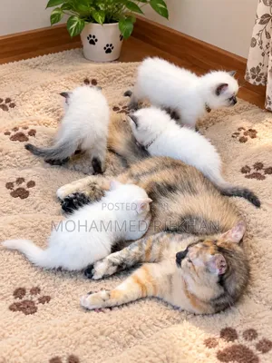 1-3 months Male Purebred Himalayan