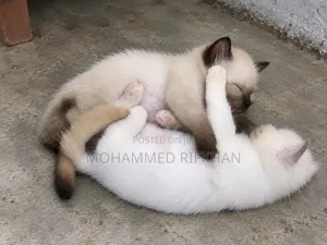 1-3 months Male Purebred Himalayan