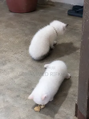 1-3 months Male Purebred Himalayan