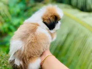 Shih Tzu Puppy