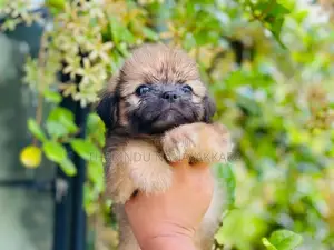 Shih Tzu Puppy