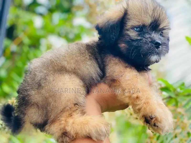 Shih Tzu Puppy