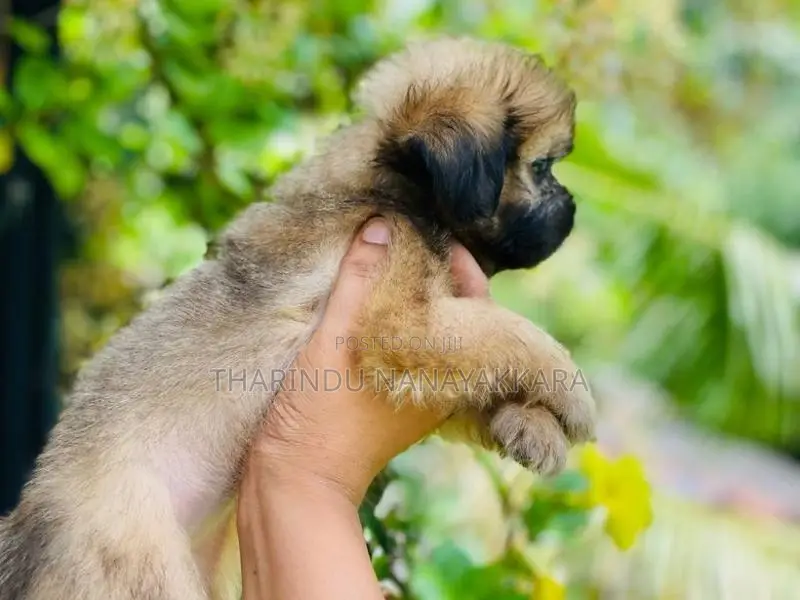 Shih Tzu Puppy