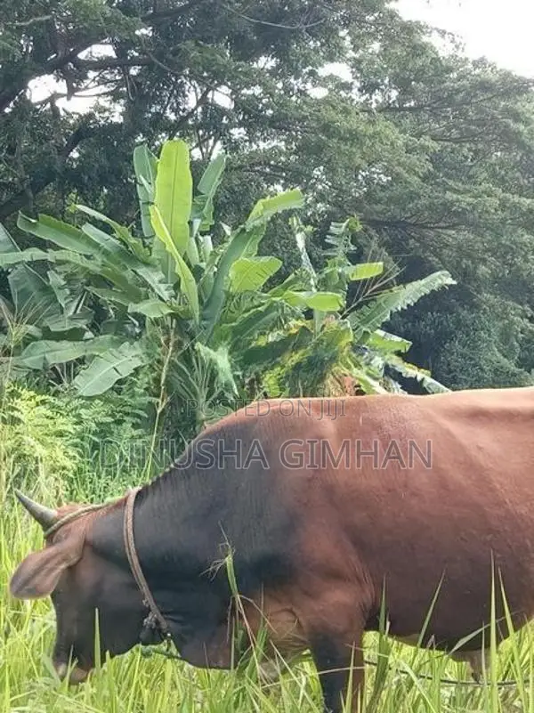 ගොන් වස්සා