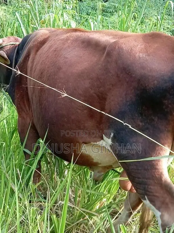 ගොන් වස්සා