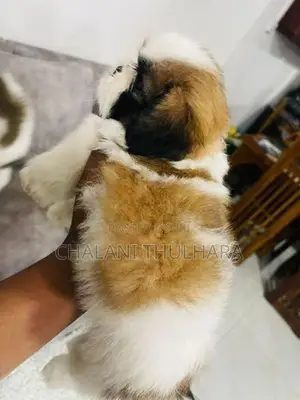 Shih Tzu Puppies