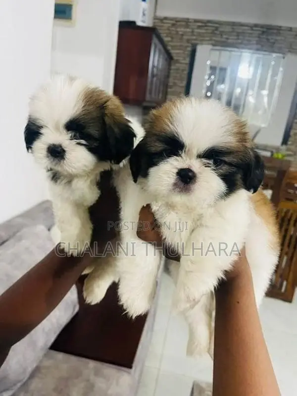 Shih Tzu Puppies