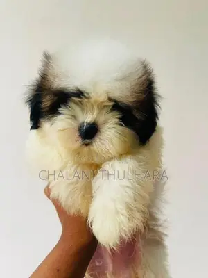 Shih Tzu Puppies