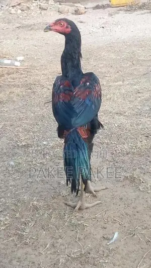 Pigeons