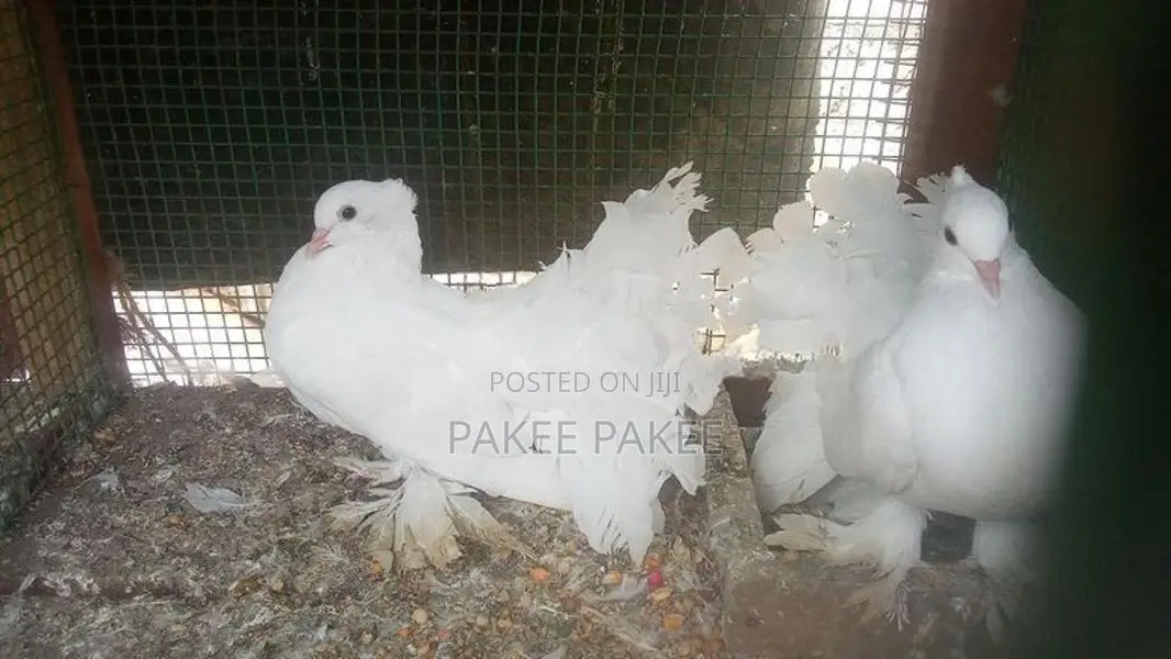 Pigeons