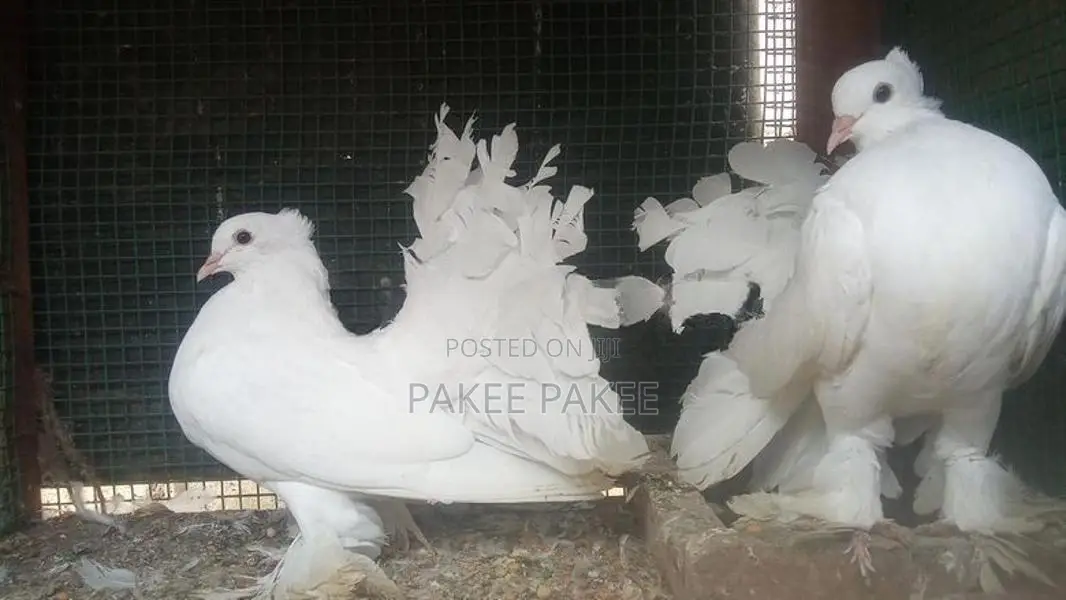 Pigeons