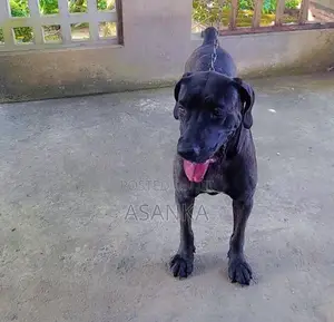 Cane Corso Dog