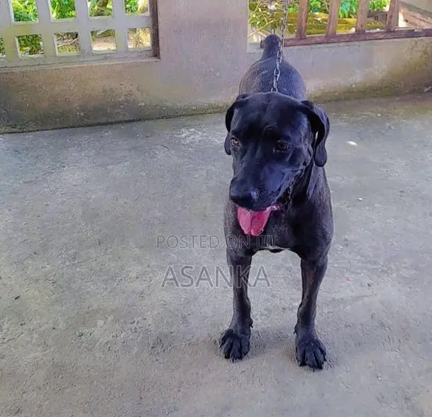 Cane Corso Dog