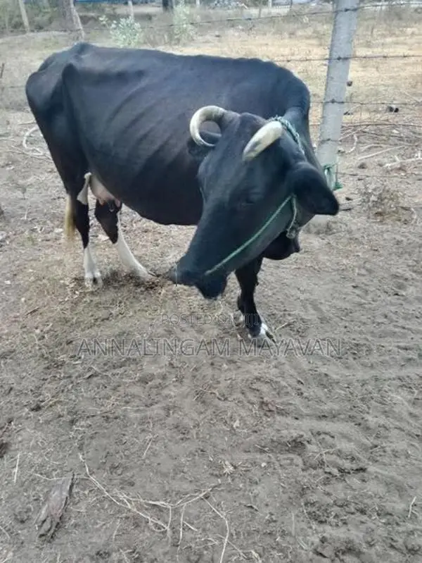 Farm Cow