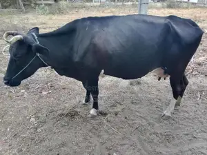 Farm Cow