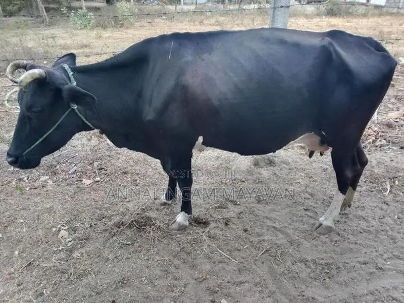 Farm Cow