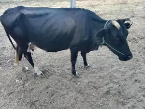 Farm Cow