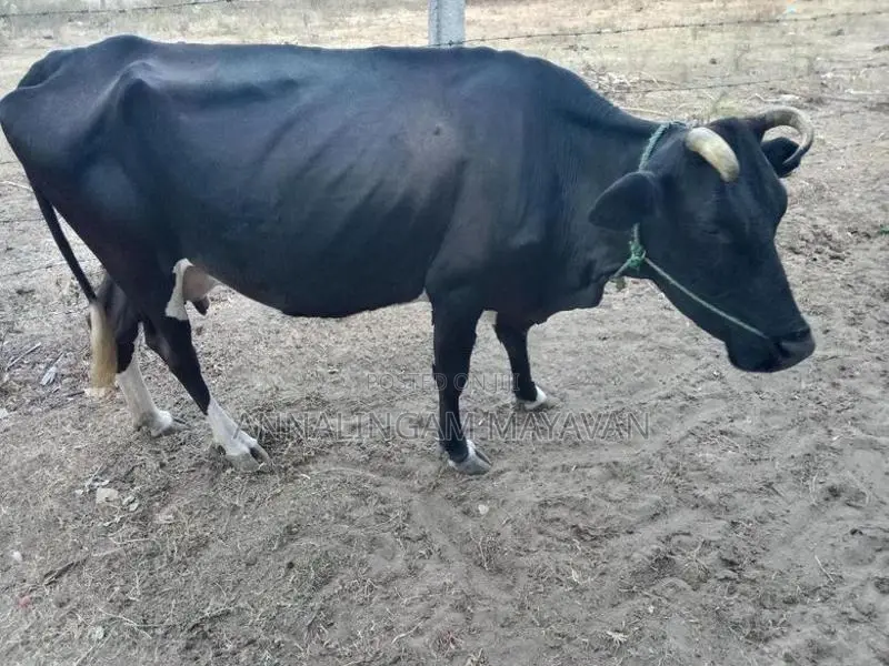 Farm Cow