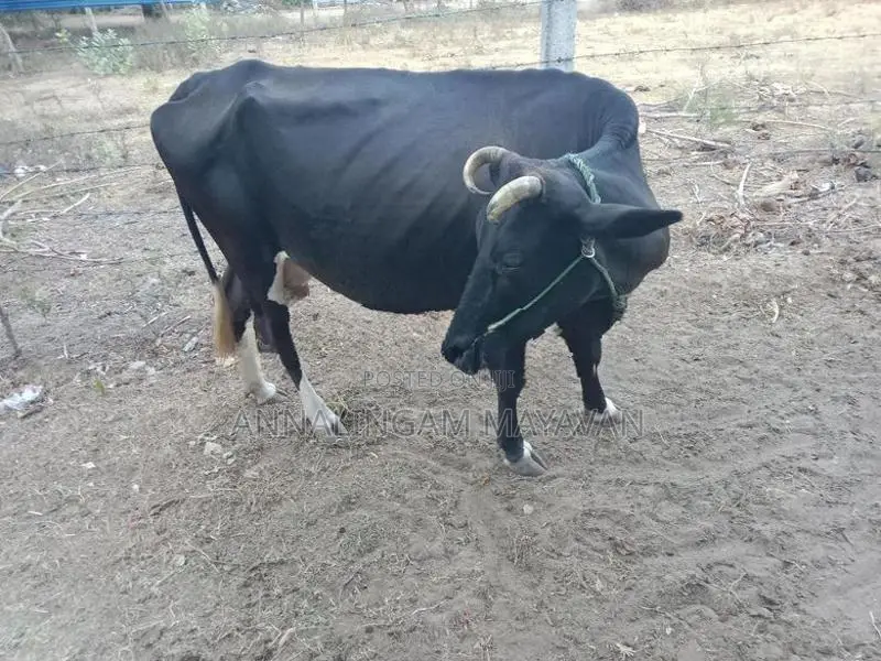 Farm Cow