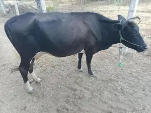 Farm Cow