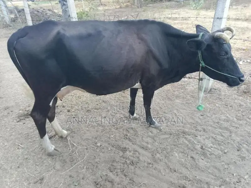 Farm Cow