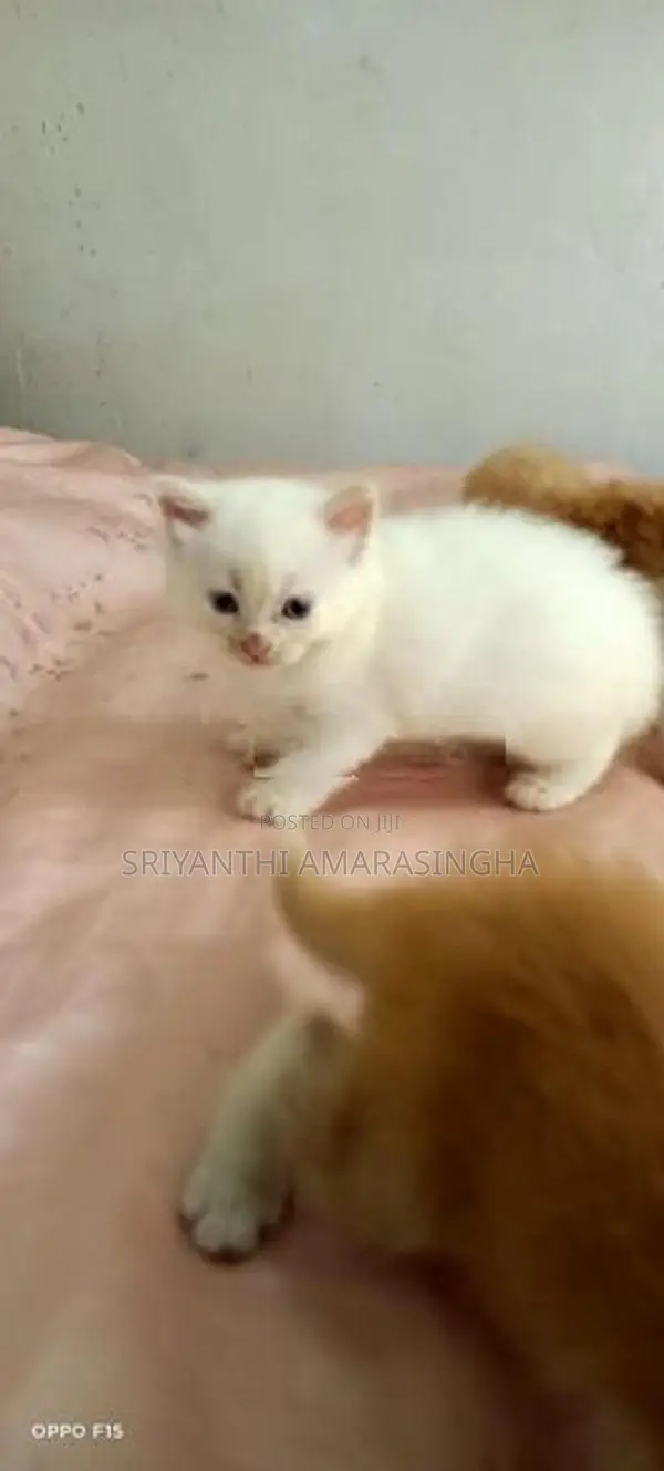 Persian Cats