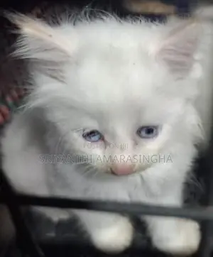 Persian Cats