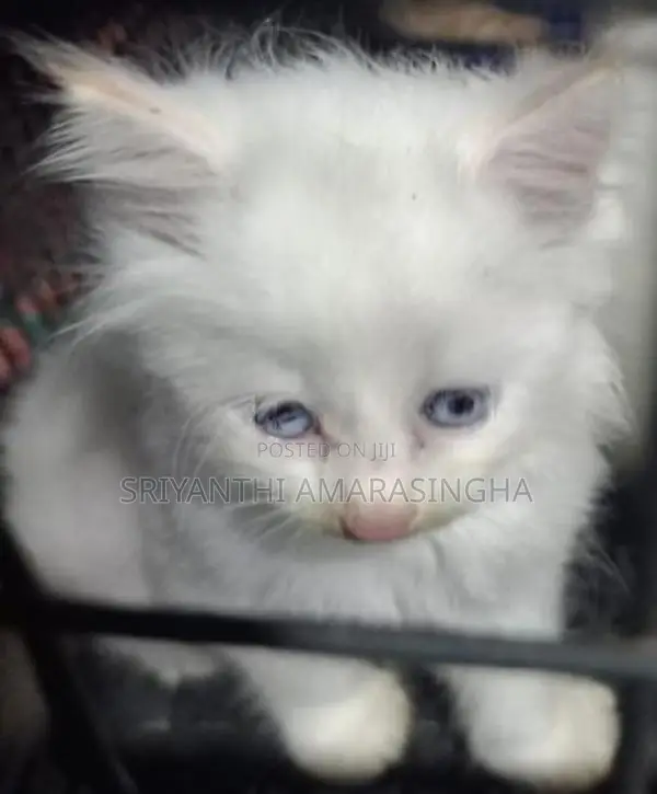 Persian Cats