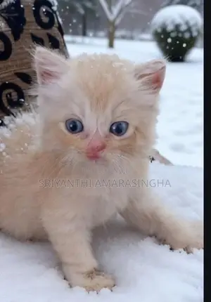 Persian Cats