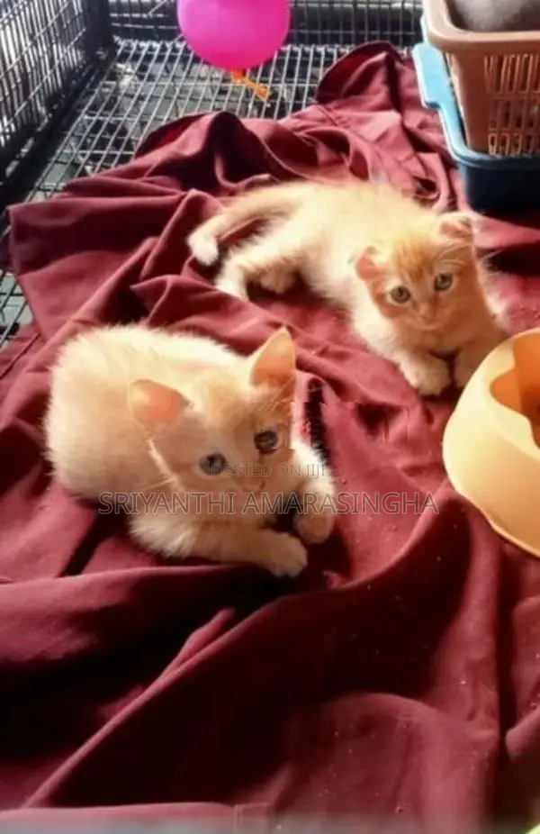 පර්සියන් බළලුන්