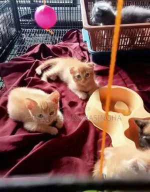 පර්සියන් බළලුන්