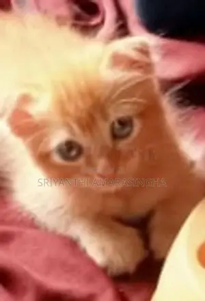 පර්සියන් බළලුන්
