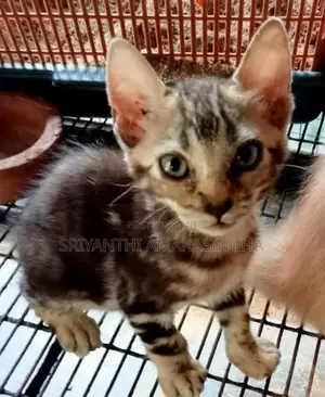 පර්සියන් බළලුන්