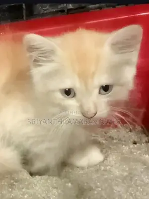 Persian Cats