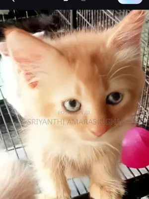 Persian Cats