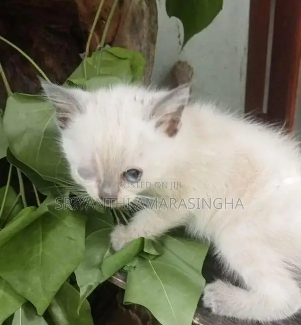 Persian Cats