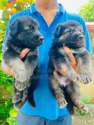German Shepherd