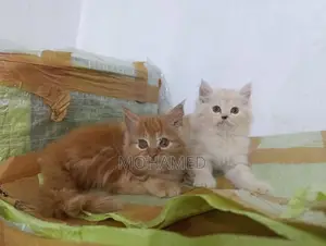 Persian Kitten Ginger