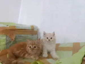 Persian Kitten Ginger