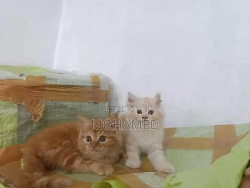 Persian Kitten Ginger