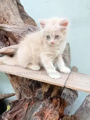PERSIAN CATS
