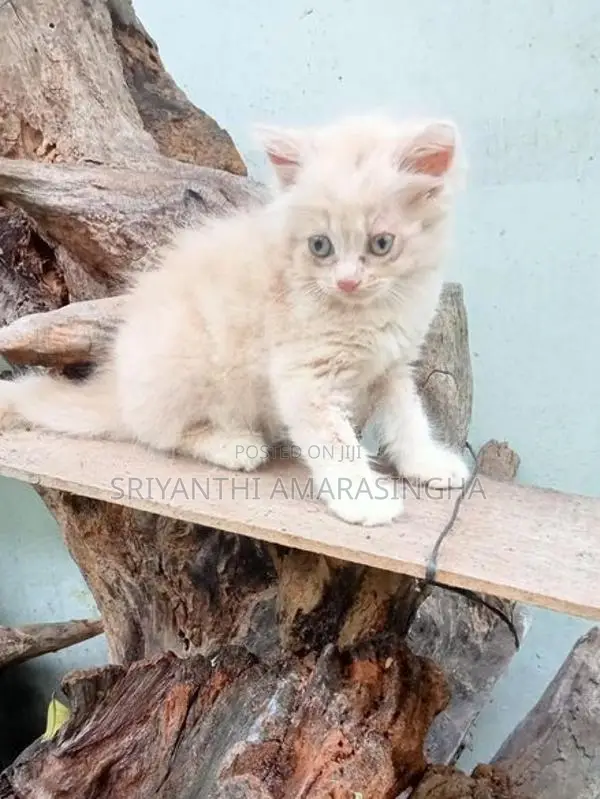 PERSIAN CATS