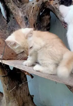 PERSIAN CATS