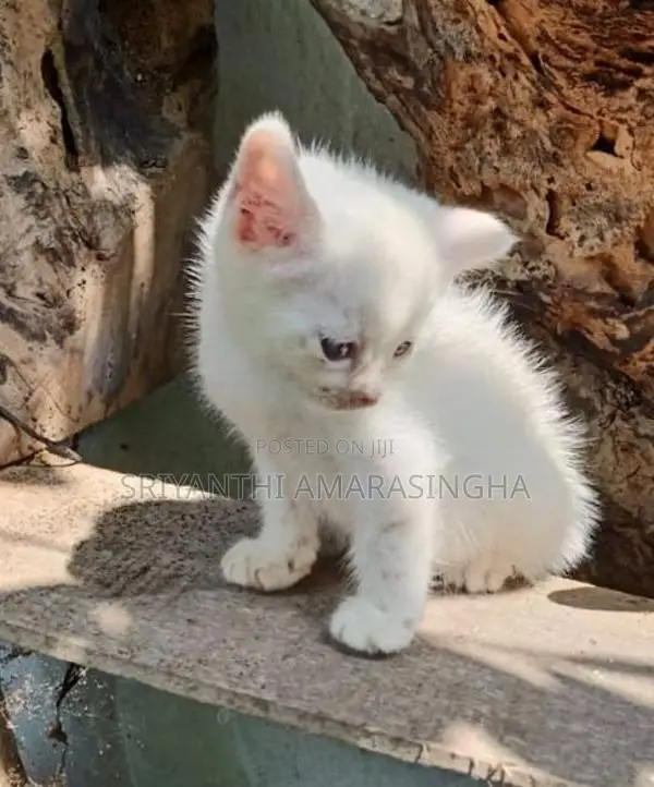 PERSIAN CATS