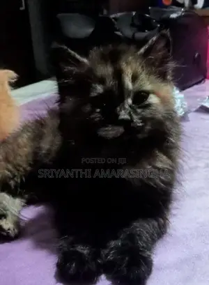 Persian Cats