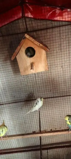 Love Bird Loku Sathu
